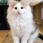 Winnie Cooper, 11 weeks