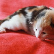 Winnie Cooper, 2 weeks