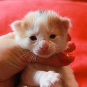 Winnie Cooper, 2 weeks
