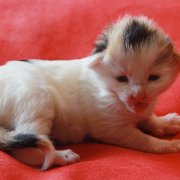 Vanilla, 2 weeks