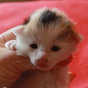 Vanilla, 2 weeks