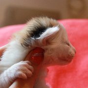 Vanilla, 2 weeks
