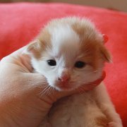 Watson, 2 weeks