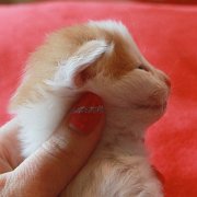 Watson, 2 weeks