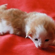 Watson, 2 weeks