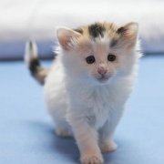 Vanilla, 6 weeks