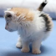 Vanilla, 6 weeks