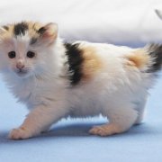 Vanilla, 6 weeks