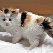 Vanilla, 6 weeks