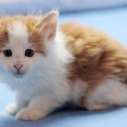 Watson, 6 weeks