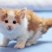 Watson, 6 weeks