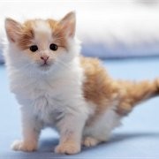 Watson, 6 weeks