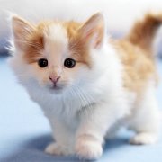 Watson, 6 weeks
