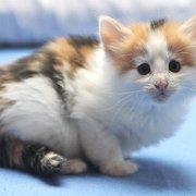 Winnie Cooper, 6 weeks