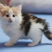 Winnie Cooper, 6 weeks