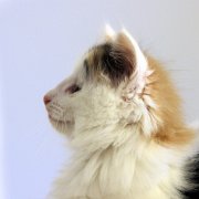 Vanilla, 7,5 weeks