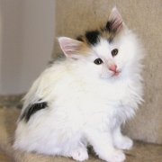 Vanilla, 7,5 weeks