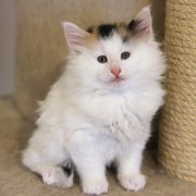 Vanilla, 7,5 weeks