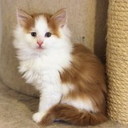 Watson, 7,5 weeks