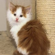 Watson, 7,5 weeks