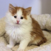 Watson, 7,5 weeks