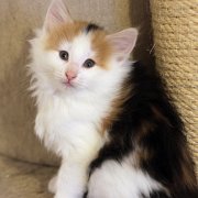 Winnie Cooper, 7,5 weeks