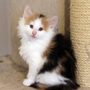 Winnie Cooper, 7,5 weeks