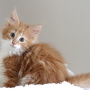 Xanthic, 10 weeks