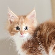 Xanthic, 10 weeks
