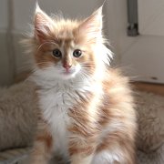 Xanthic, 10 weeks