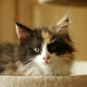 Xarina, 10 weeks