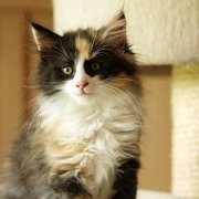 Xarina, 10 weeks