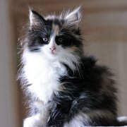 Xarina, 10 weeks