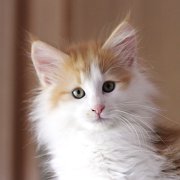 Xolotl, 10 weeks