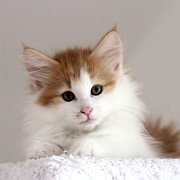 Xolotl, 10 weeks