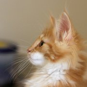 Xanthic, 11 weeks