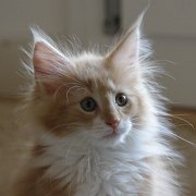 Xanthic, 11 weeks