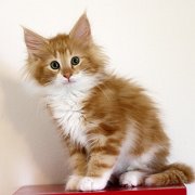 Xanthic, 11 weeks