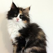 India (ex Xarina), 11 weeks