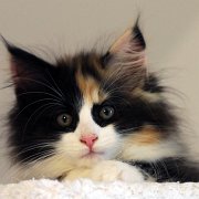 India (ex Xarina), 11 weeks