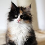 India (ex Xarina), 11 weeks