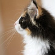 India (ex Xarina), 11 weeks
