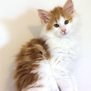 Xolotl, 11 weeks