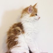 Xolotl, 11 weeks