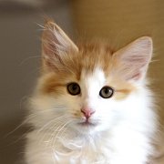 Xolotl, 11 weeks