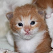 Xanthic, 2 weeks