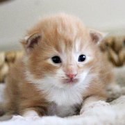 Xanthic, 2 weeks