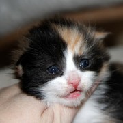 Xarina, 2 weeks