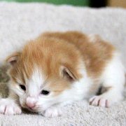 Xolotl, 2 weeks