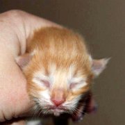 Xanthic, 3 days